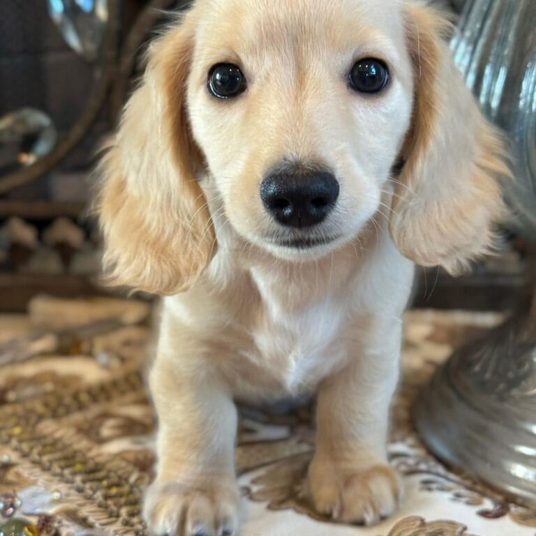 Creme of the Crop Miniature Dachshunds Breeder - Vance 1