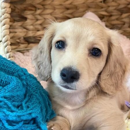 Crème of the Crop Dachshunds English Cream Miniature Dachshund Breeder Versace Rose