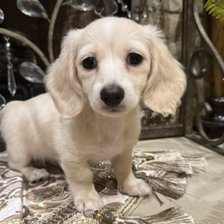 Creme of the Crop Miniature Dachshunds - Whisper 5