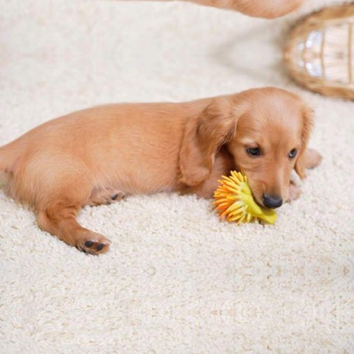 American Red Cream Dachshund