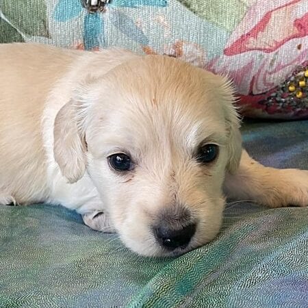 Creme of the Crop Miniature Dachshund Puppy Ateba 6