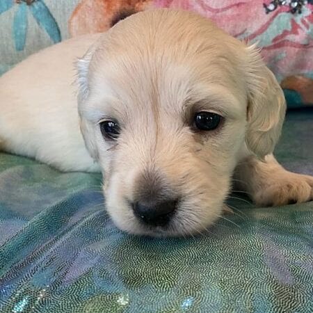 Creme of the Crop Miniature Dachshund Puppy Beans 1