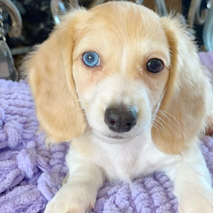 Crème of the Crop English Cream Miniature Dachshunds - Biscotti