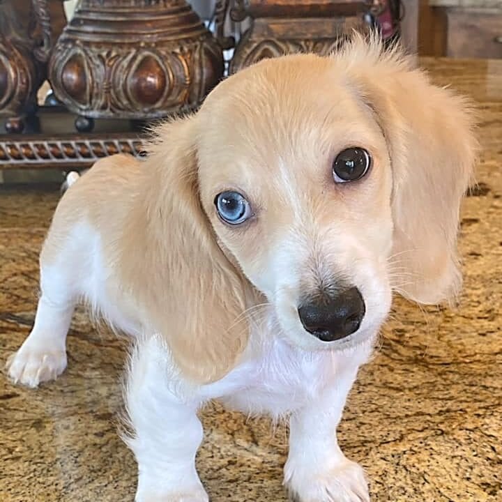 Crème of the Crop English Cream Miniature Dachshunds