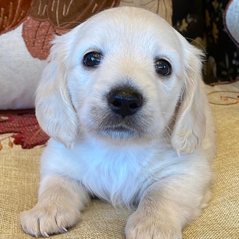 Creme of the Crop Miniature Dachshunds Cream Puppy - Bliss 3