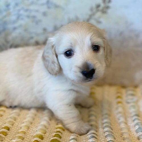 Creme of the Crop Miniature Dachshunds - Bronx 1