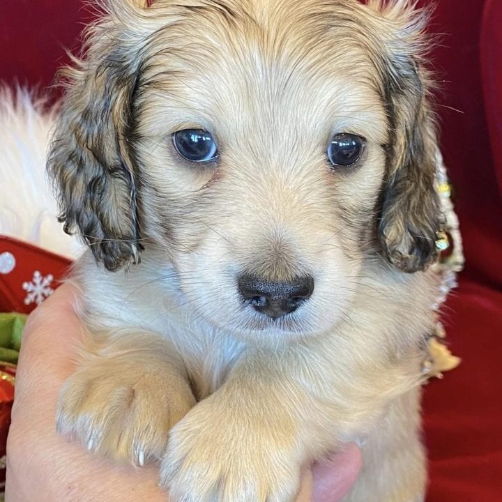 Creme of the Crop Miniature Dachshunds Cream Puppy - Butters 2