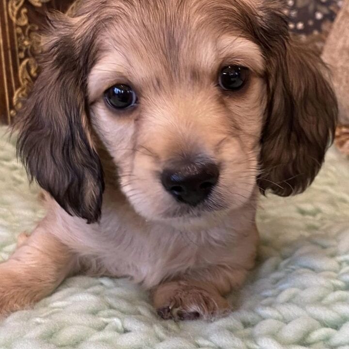 Creme of the Crop Miniature Dachshunds Cream Puppy - Butters 6