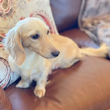 Crème of the Crop English Cream Miniature Dachshunds - Cesare