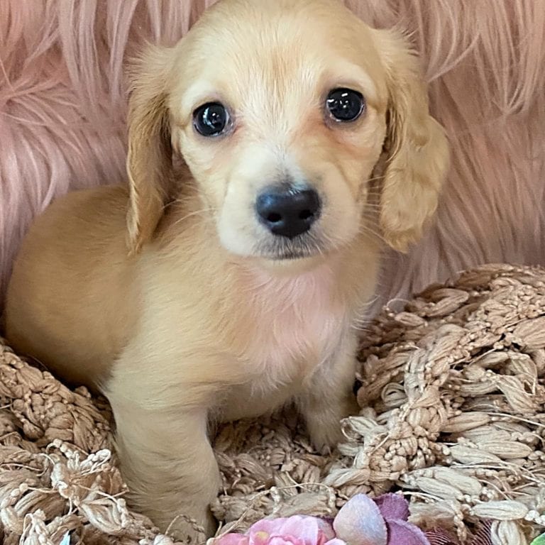 Creme of the Crop Miniature Cream Dachshund Puppy Chili 4