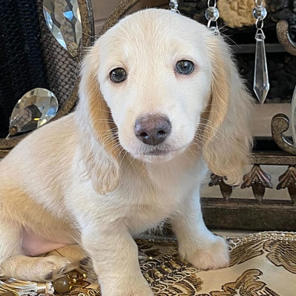 Creme of the Crop Miniature Dachshunds Ciana Hope Mother 1