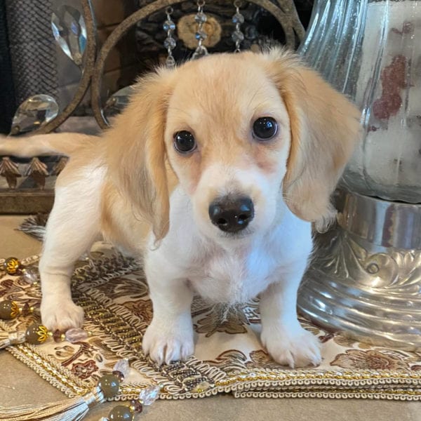 Creme of the Crop Miniature Dachshunds Claire Elise