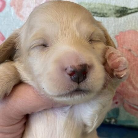 Creme of the Crop Miniature Dachshund Puppy Coconut 1