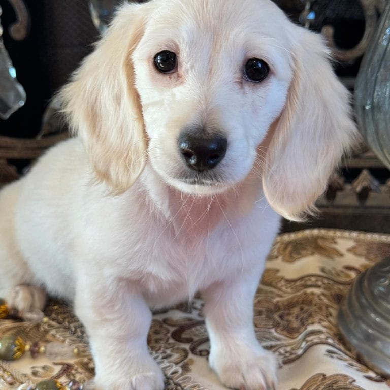 Creme of the Crop Miniature Dachshunds Crystal Frost