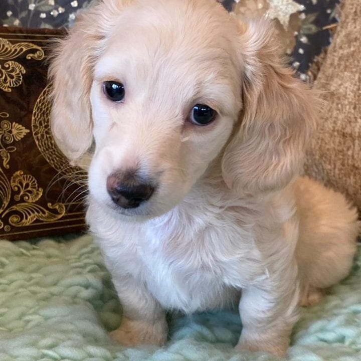 Creme of the Crop Miniature Dachshunds Cream Puppy - Daisy 2
