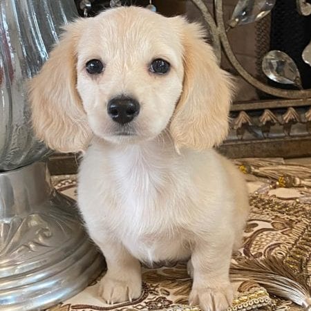 Creme of the Crop Dachshund Puppy - Daphne 2