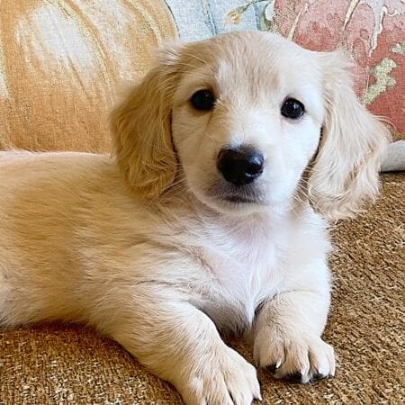 Creme of the Crop Miniature Dachshunds Cream Puppy - Dory 1