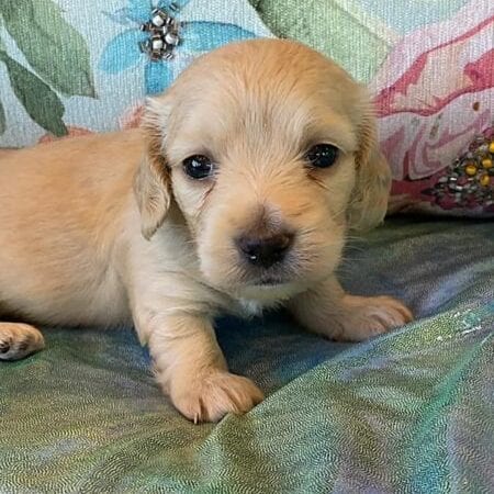 Creme of the Crop Miniature Dachshund Puppy Eloise 2