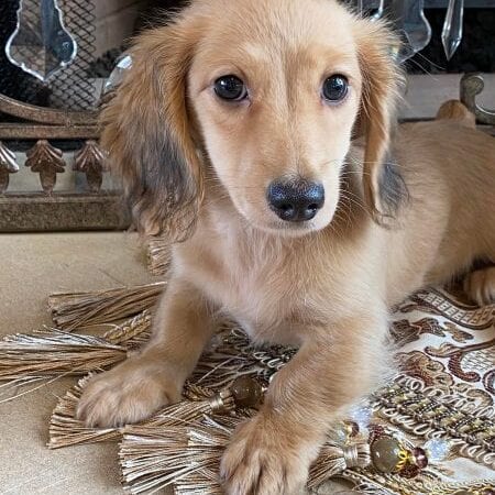 Creme of the Crop Miniature Dachshunds Breeder Eloise