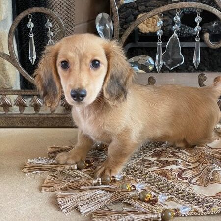 Creme of the Crop Miniature Dachshunds Breeder Female Eloise 6