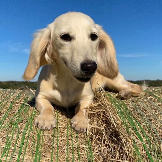 elsa english cream miniature dachshund puppy breeder elsa flurry