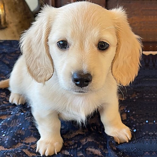 Crème of the Crop English Cream Miniature Dachshunds - Elsa's Flurry