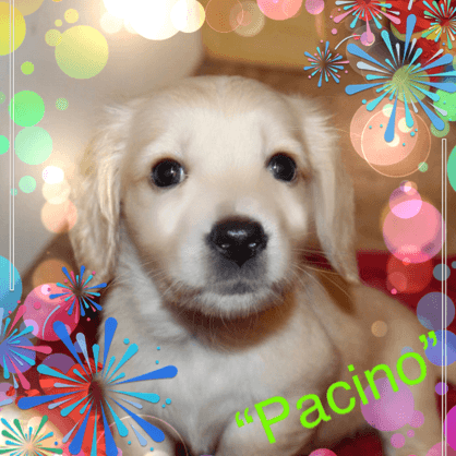 English Cream Miniature Dachshund Puppy