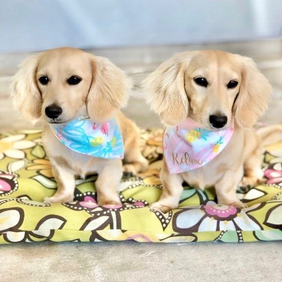 English Cream Dachshunds