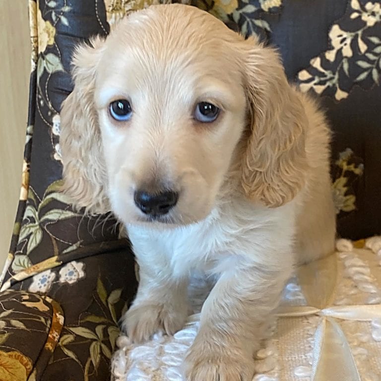 Creme of the Crop Miniature Dachshund Puppy - Enzo 5