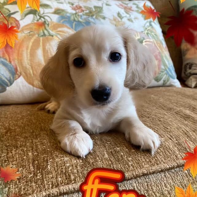 Creme of the Crop Miniature Dachshunds Cream Puppy - Fen