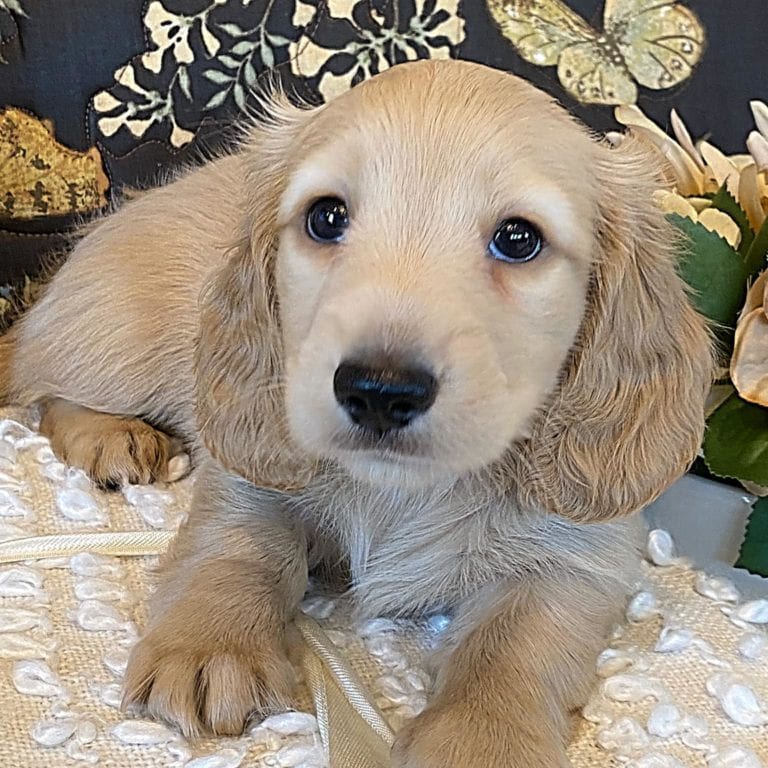 Creme of the Crop Miniature Dachshund Puppy - Finn 4