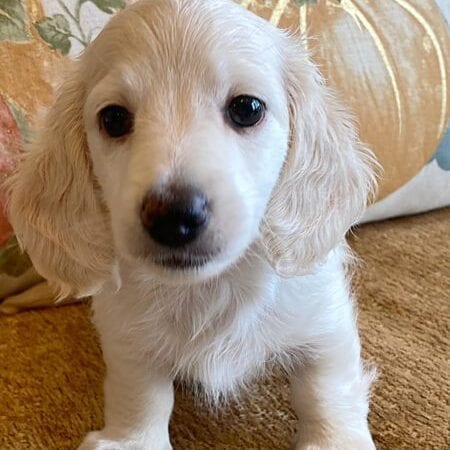 Creme of the Crop Miniature Dachshunds Cream Puppy - Frank