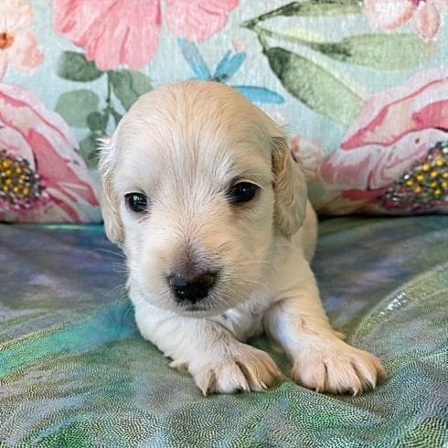 Creme of the Crop Miniature Dachshund Puppy Frankie 2