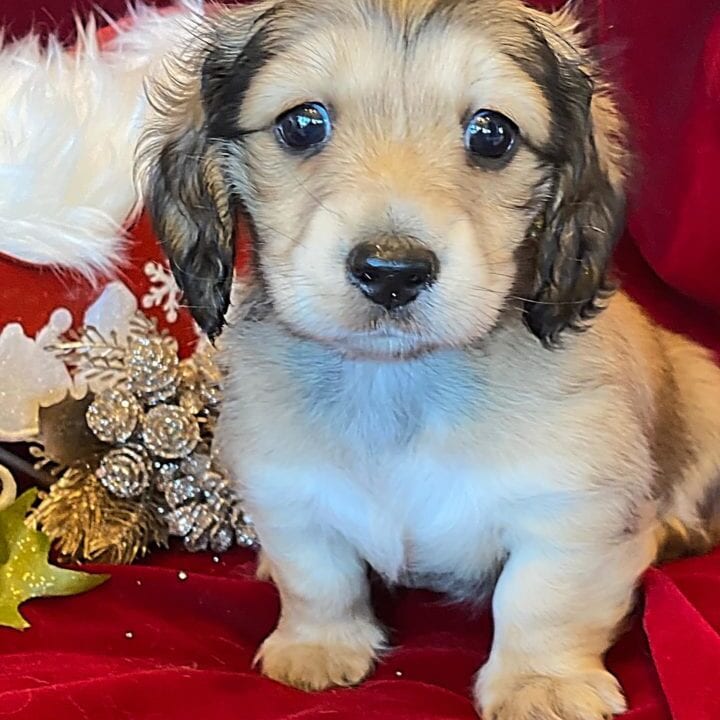 Creme of the Crop Miniature Dachshunds Cream Puppy - Gracie 3