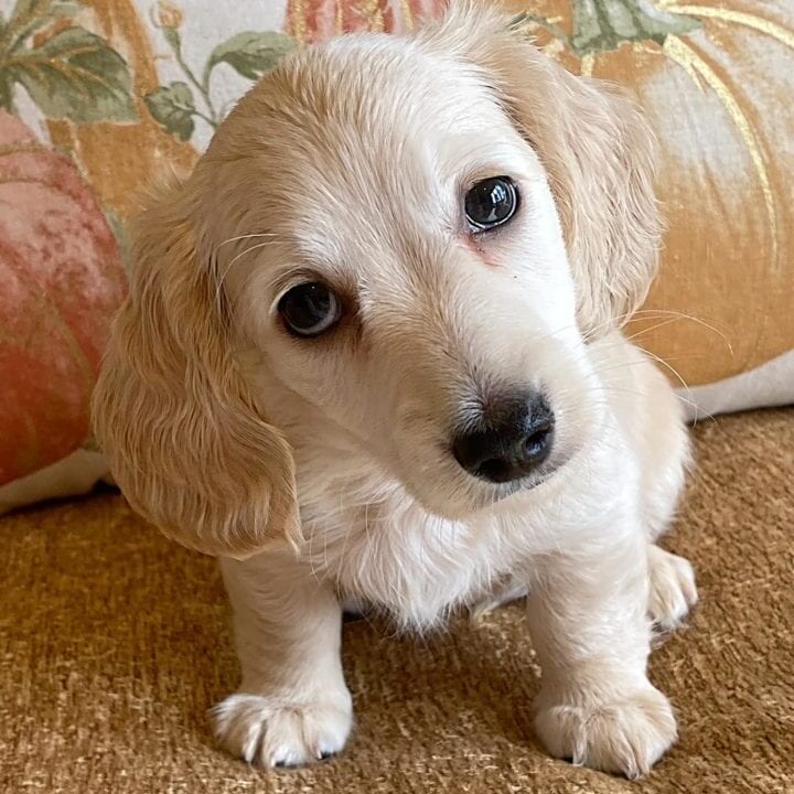 Creme of the Crop Miniature Dachshunds Cream Puppy - Gromit 6