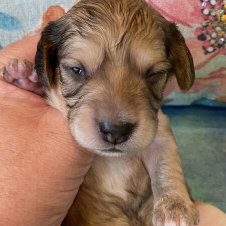 Creme of the Crop Miniature Dachshund Puppy Hank 6