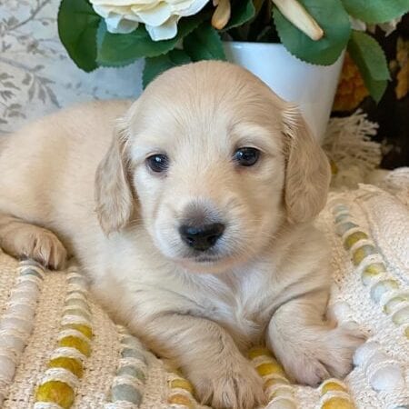 Creme of the Crop Miniature Dachshunds - Jolie 1