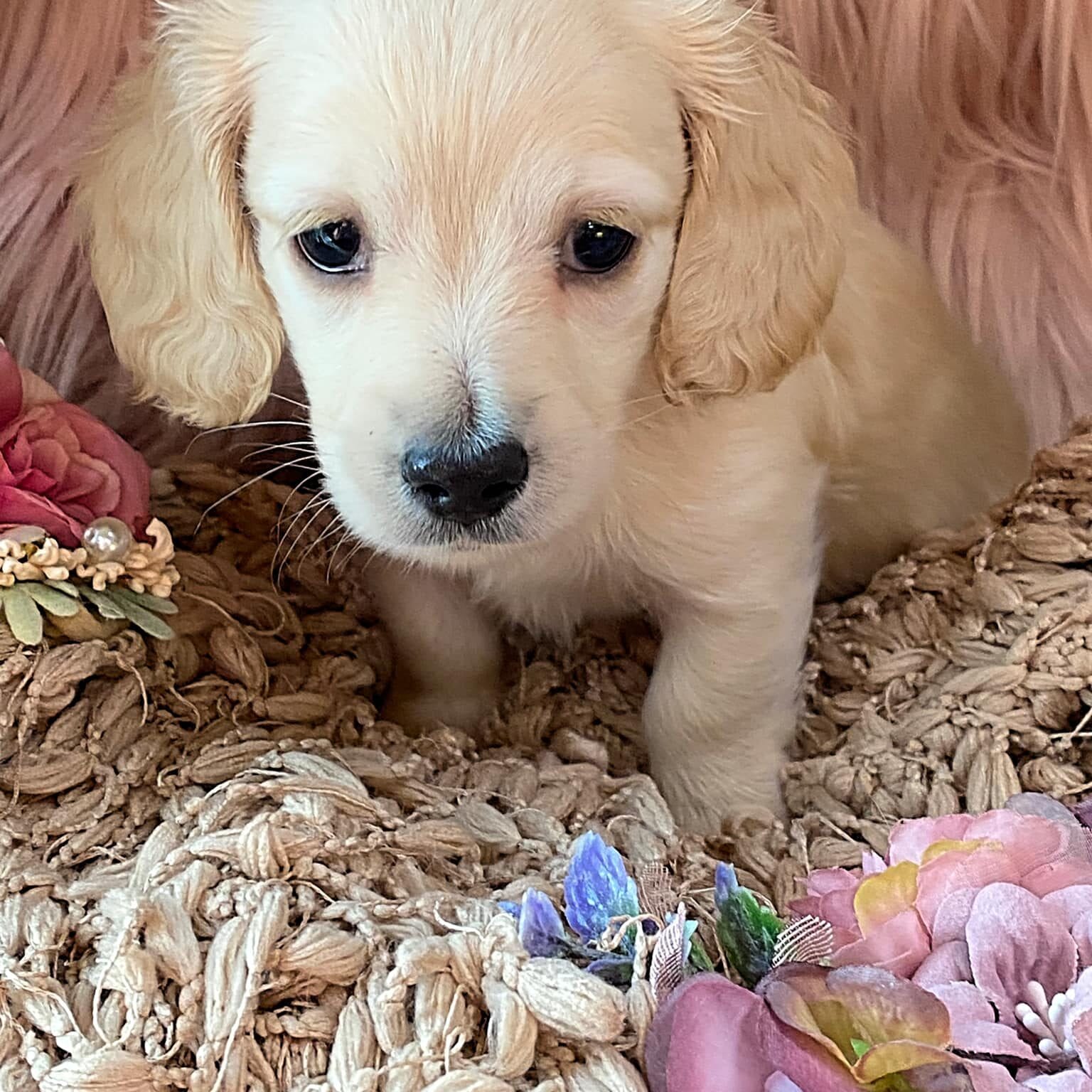 Creme of the Crop Miniature Cream Dachshund Puppy Kirby 4