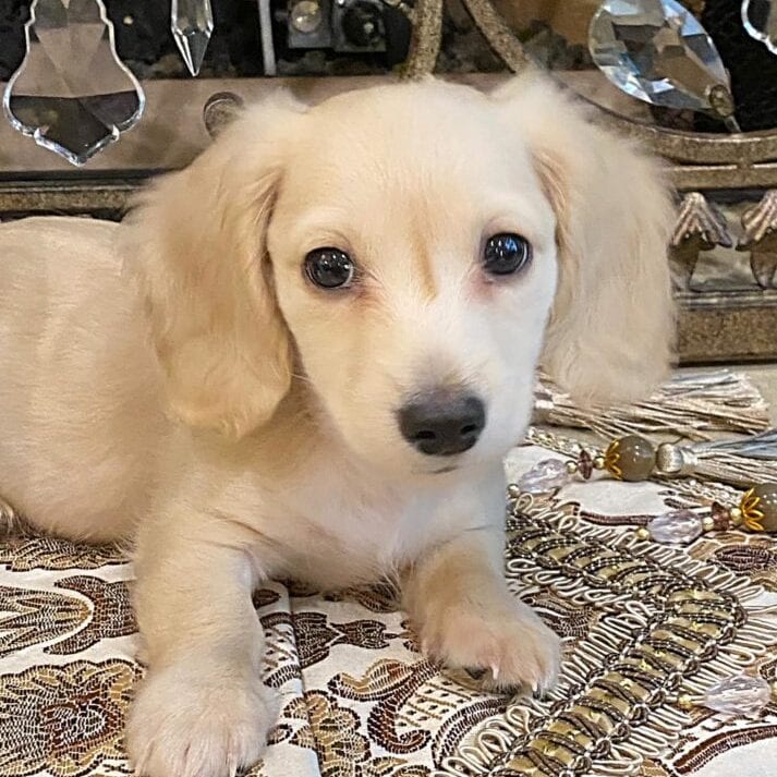 Creme of the Crop Miniature Dachshunds - Legend 2