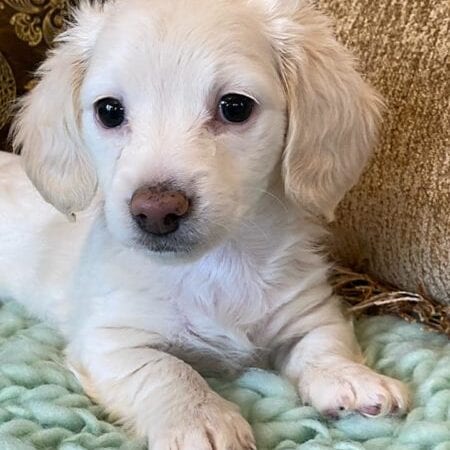 Creme of the Crop Miniature Dachshunds Cream Puppy - Lemon 5