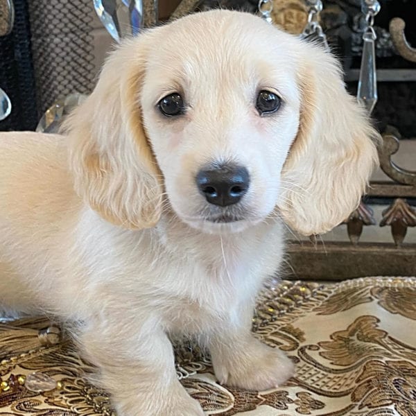 Creme of the Crop Miniature Dachshunds Lila Grace Mother 3