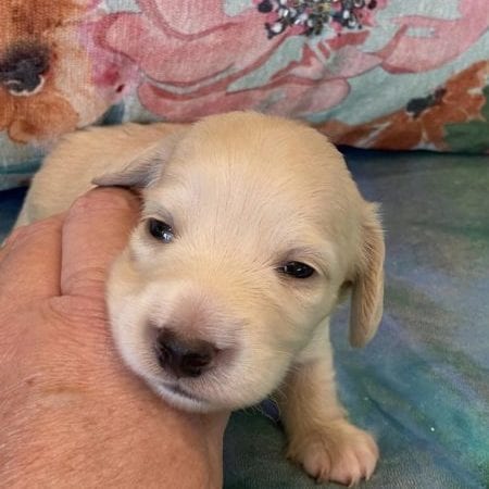 Creme of the Crop Miniature Dachshund Puppy London 2