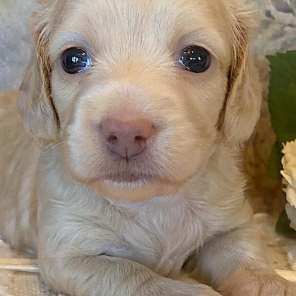 Creme of the Crop Miniature Dachshund Puppy - Londyn 5