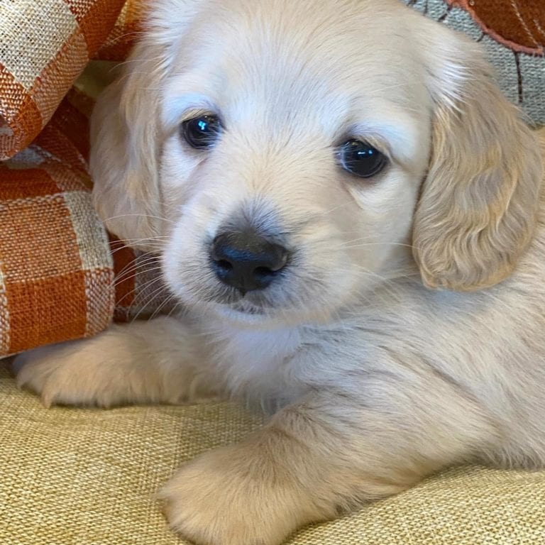 Creme of the Crop Miniature Dachshunds Cream Puppy - Lupini 1