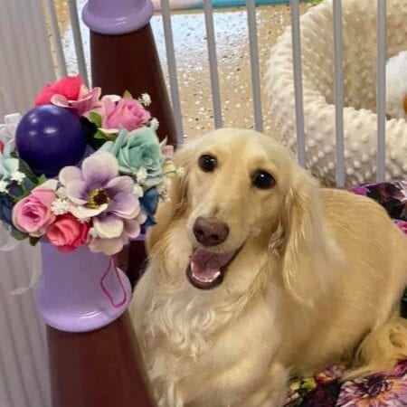 magnolia Creme of the Crop Dachshunds - Magnolia Grace