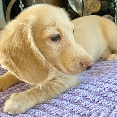 Crème of the Crop English Cream Miniature Dachshunds - Magnolia Grace