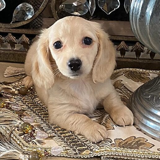Creme of the Crop Dachshund Puppy - Maize 4