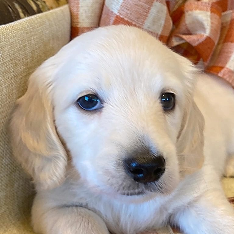 Creme of the Crop Miniature Dachshunds Cream Puppy - Malaki 5