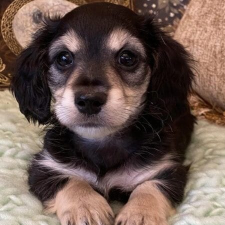 Creme of the Crop Miniature Dachshunds Cream Puppy - Mik 1