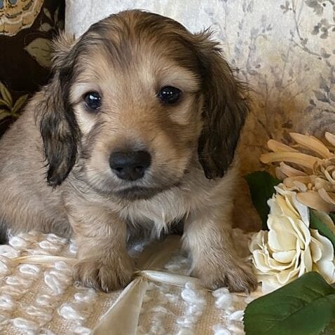 Creme of the Crop Miniature Dachshund Puppy - Milo 5